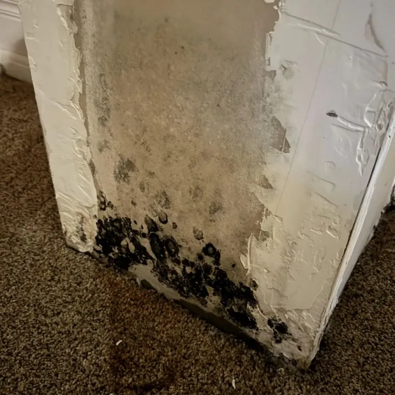 Professional Mold Removal in Baxter Springs, KS